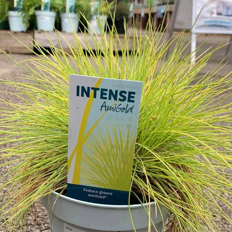 Festuca Glauca - AmiGold Grass 3 Festuca Glauca - AmiGold Grass