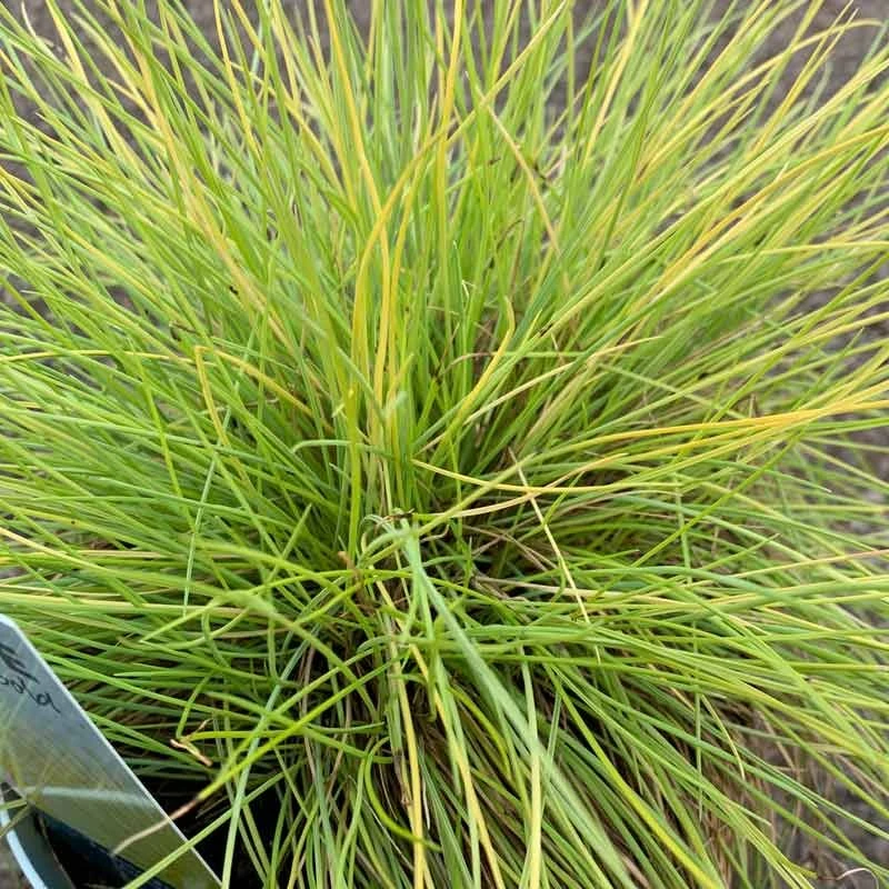 Festuca Glauca - AmiGold Grass 4 Festuca Glauca - AmiGold Grass - Image 2